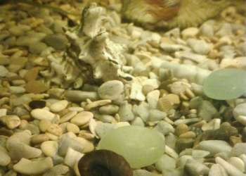 Аквариумные улитки