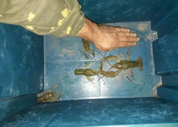 Раки