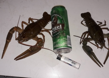 Раки