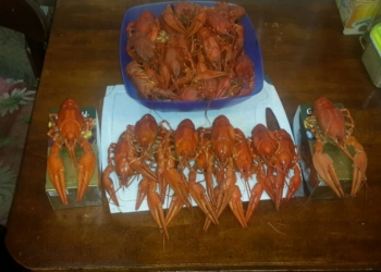 Раки