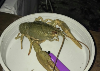 Раки