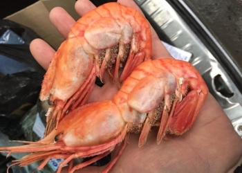 Консервы рыбные