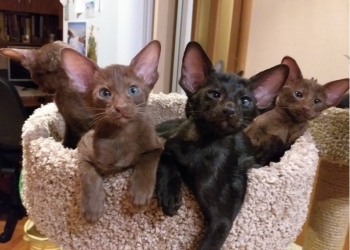 Ориентальные котята
