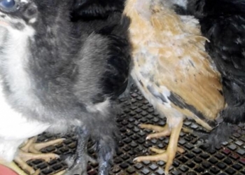 Деревенские цыплята