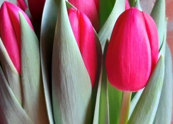 Продаем тюльпаны