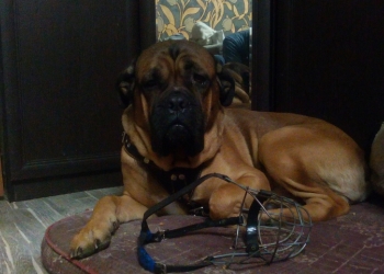 Кабель,бульмастиф,возраст три года,случка.