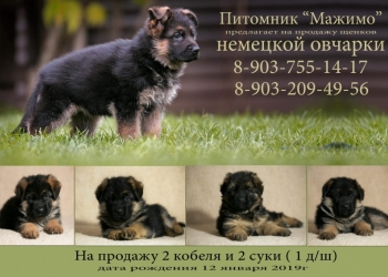 Щенки немецкой овчарки