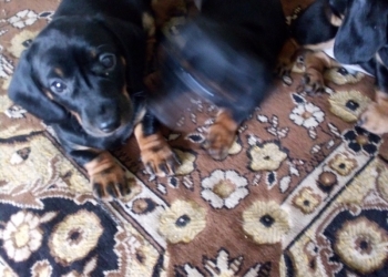 Щенки кроличьей таксы