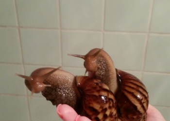 Ахатино в дар