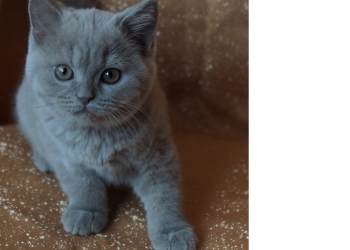 Котята питомника Mendeleev