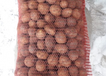 Картофель