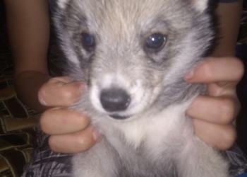 Сибирская хаски