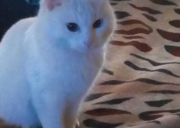 Дом для кошки