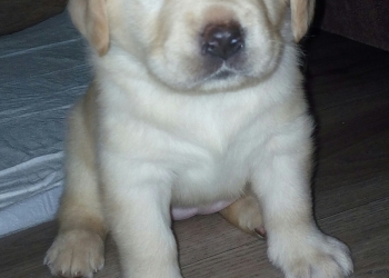 Щенок лабрадора 1 месяц