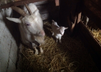 Козочки козлята козы дойные