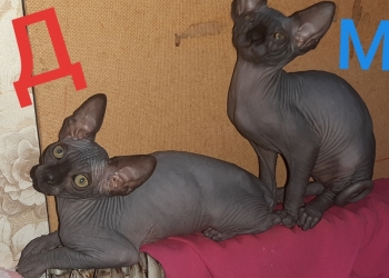 Канадский сфинкс котята