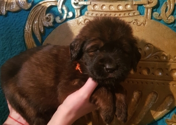 Тибетский Мастиф