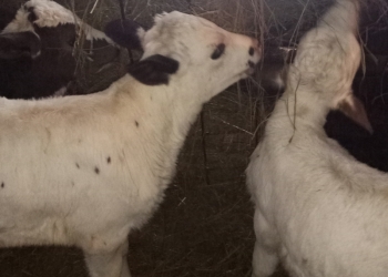 Продам телочек