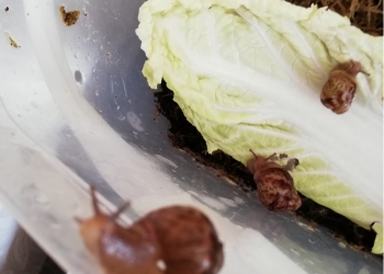 Улитки Ахатины