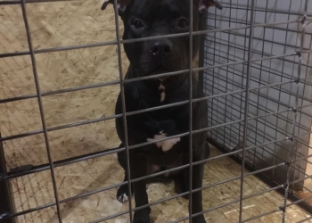 Продаётся щенок питбуля