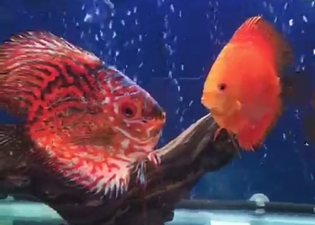 Рыбки,Дискусы,