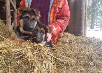 Щенки немецкой овчарки