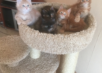 Котята Мейн кун