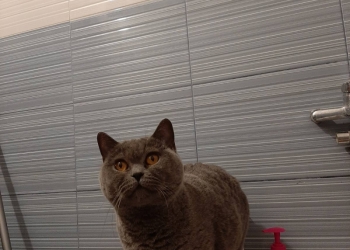 Отдам кошку в хорошие руки