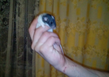 Продаю 100 рублей