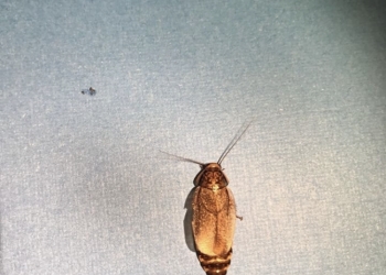 Мраморные тараканы