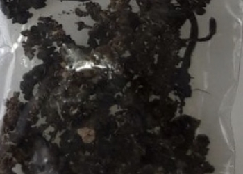 Петров крест корень