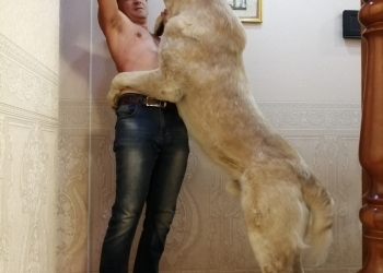Очень крупный серьёзный мальчик алабайчик и красавица девочка
