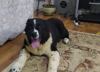 Щенки