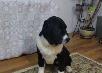 Щенки