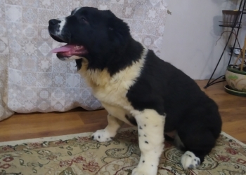 Щенки