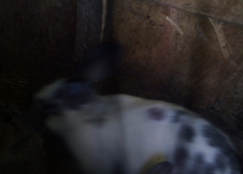 Продам свежее мясо кроликс