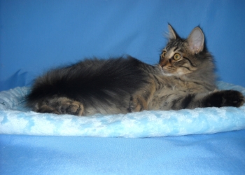 Усатый- полосатый