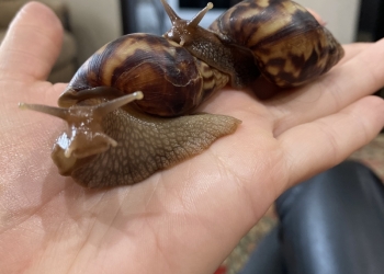 Улитка ? Ахатина