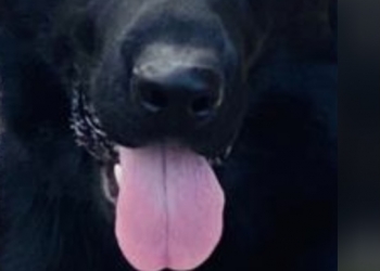 Продам собак