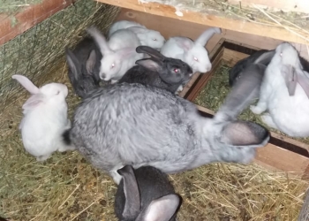 Кролики крупных пород
