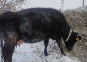 Продам корову