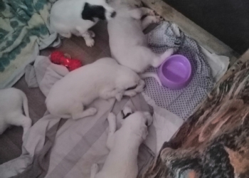 Щенки сеттора