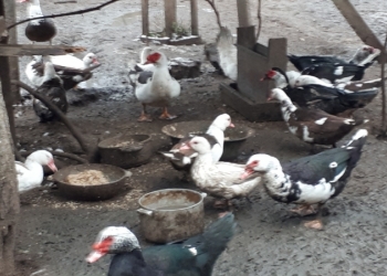 Продаются индоутки.