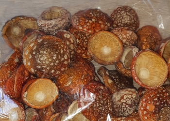 Купить Мухоморы сушёные