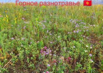 Мёд киргизский натуральный со своей пасеки!