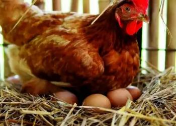 Куры, несушки, гуси, утки,