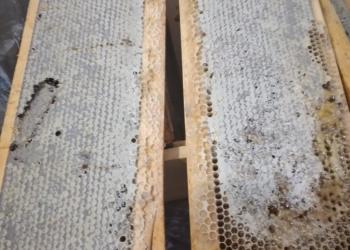 Мед в сотах в рамках. Алтайский