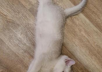 Британские котята шиншиллы