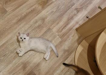 Британские котята шиншиллы