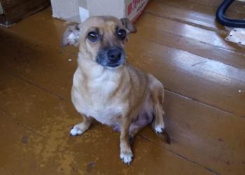 Отдам в добрые руки , девочка. Все вопросы в лс.